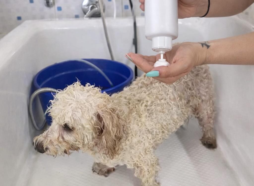 peluqueria canina