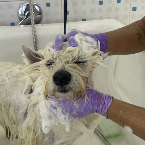 Baño pets